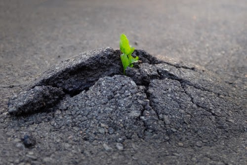 A plant sprouting through a cracked asphalt surface.